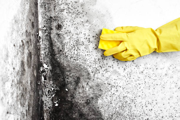 Best Black Mold Removal  in Cross Plains, TX