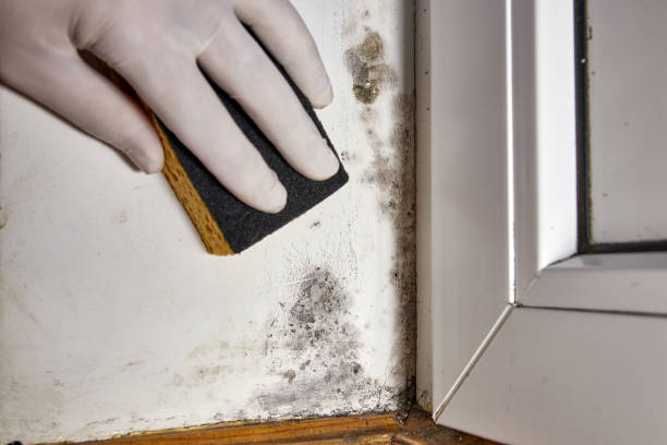 Best Basement Mold Removal  in Cross Plains, TX