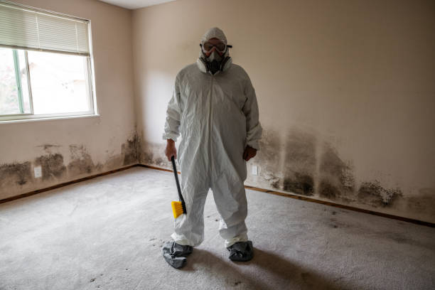 Best Mold Damage Restoration  in Cross Plains, TX